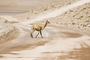 Pathway Prints: Vicugna (Vicugna vicugna) crossing a non-paved road