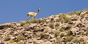 Camelidae Collection: Vicugna (Vicugna vicugna) on a steep slope against blue sky, Los Flamencos Nacional Reserve