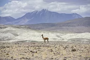 Vicugna or Vicuna -Vicugna vicugna-, Altiplano, Putre, Arica y Parinacota Region, Chile