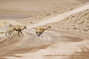 Camelidae Collection: Vicugnas (Vicugna vicugna) running over a non-paved road, Los Flamencos Nacional Reserve