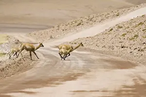 Sidewalk Prints: Vicugnas (Vicugna vicugna) running over a non-paved road