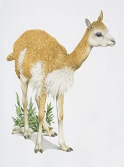 Hoofed Mammal Gallery: Vicuna vicugna, light brown animal with a white belly cross between a lamb and a llama