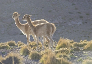 Images Dated 31st October 2012: Vicuna -Vicugna vicugna- in the highland, San Pedro de Atacama, Antofagasta Region, Chile