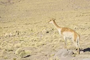 Camelidae Collection: Vicuna -Vicugna vicugna- in the highland, San Pedro de Atacama, Antofagasta Region, Chile