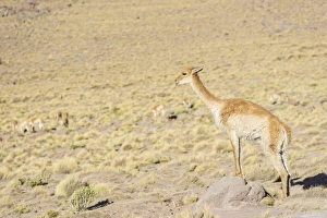 Images Dated 31st October 2012: Vicuna -Vicugna vicugna- in the highland, San Pedro de Atacama, Antofagasta Region, Chile