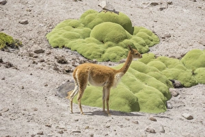 Images Dated 27th October 2012: Vicuna or Vicugna -Vicugna vicugna- with Yareta or Llareta cushion plants -Azorella compacta