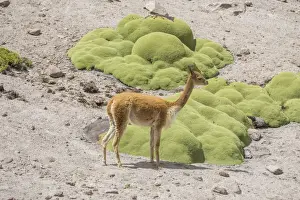 Vicuna or Vicugna -Vicugna vicugna- with Yareta or Llareta cushion plants -Azorella compacta-, Arica y Parinacota Region, Chile