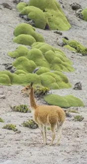 Vicuna or Vicugna -Vicugna vicugna- with Yareta or Llareta cushion plants -Azorella compacta-, Arica y Parinacota Region, Chile