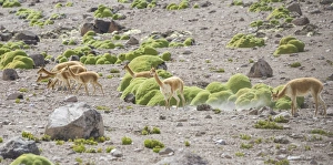Images Dated 27th October 2012: Vicunas or Vicugnas -Vicugna vicugna- with Yareta or Llareta cushion plants -Azorella compacta- at