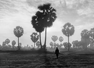 Images Dated 26th August 2016: Vietnam - A farmer go to work under the jaggery trees in early morning at An Giang