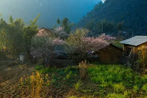 Trees Gallery: Vietnam - Ha Giang village landscape in springtime