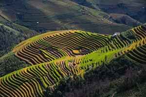 Images Dated 26th September 2016: Vietnam - Mu Cang Chai rice terrace paddy landscape under sunlight
