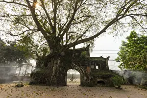 Vietnam - woman and bicycle going through a ancient village gate with banyan tree
