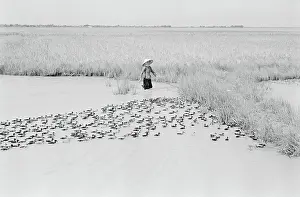 Natural Sciences Prints: Vietnamese Woman in Delta with Ducks