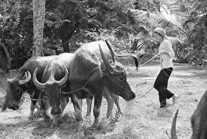 Peasant Prints: Vietnamese Woman Leading Water Buffalo