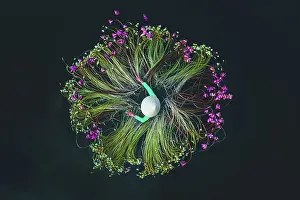 Vietnamese woman in the Mekong River picking water lilies in a circle formation photographed from a drone point of view, Mekong Delta, Vietnam
