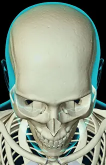 Above View Prints: above view, anatomy, black background, bone, bone structure, bone structure of the face
