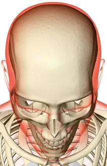 Above View Prints: above view, anatomy, bone, bone structure
