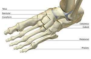 Images Dated 24th June 2007: above view, anatomy, bone, bone structure, bone structure of the foot, bones, bones of the foot