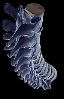 Above View Prints: above view, anatomy, back bone, back view, black background, bone, bone structure
