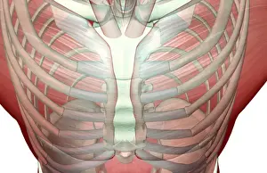 above view, anatomy, chest, chest muscles, close-up view, front view, human, illustration