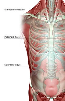 Images Dated 24th June 2007: above view, anatomy, chest, chest muscles, external oblique, front view, human, illustration