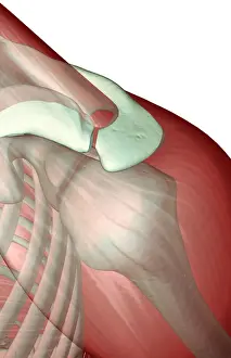 Above View Prints: above view, anatomy, deltoid, front view