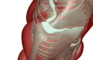 above view, anatomy, deltoid, front view, human, illustration, muscles, muscles of the shoulder