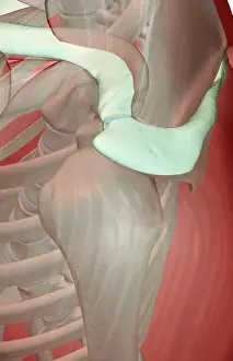 Above View Prints: above view, anatomy, human, illustration, muscles, muscles of the shoulder, musculature