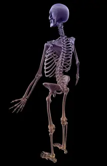 Above View Prints: above view, anatomy, back view, black background, body, body bone structure, body bones