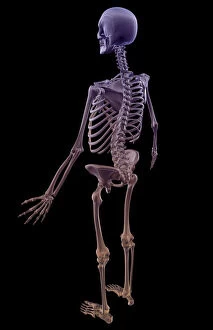 above view, anatomy, back view, black background, body, body bone structure, body bones