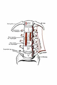 View of the anterior aspect of the lumbar vertebrae