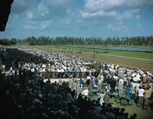 Hialeah Prints: View of Crowd Watching Horse Racing