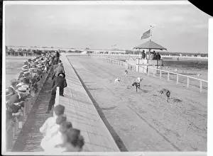 Miami Prints: View of Dogs Racing on Track