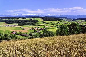 View of the Emmental, cornfield in front, behind the Bernese Alps with Mt