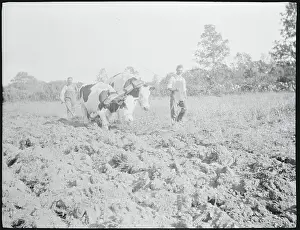 View of Farmers with Oxen