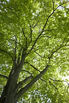 Oaks Collection: View towards the foliage of a sun-drenched Oak (Quercus), Trondheim, Norway, Scandinavia, Europe