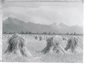 Montana Prints: View of Gathered Wheat in Field