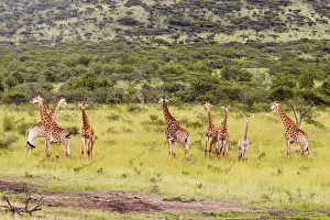 View of Giraffe (Giraffa camelopardalis) Herd in Bushveld