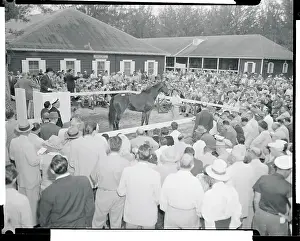 View of Horse Auction