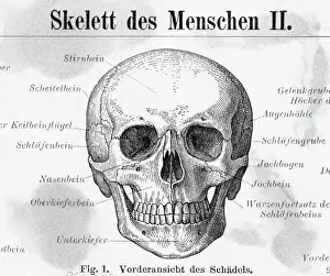 Skull Prints: Front View Of Human Skull