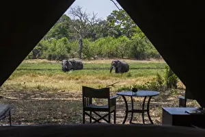 View from inside luxury tent onto the river bank with elephants grazing, Machaba Camp, Okavango Delta, Botswana