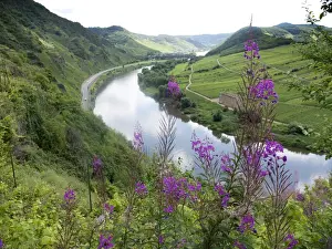 Cloister Prints: View of a loop of the Moselle river and Kloster Stuben abbey as seen from the Calmont fixed rope route
