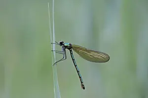 Detail view, macro, Beautiful Demoiselle -Calopteryx virgo-, female on reeds, Ummendorfer Ried, Upper Swabia, Baden-Wuerttemberg, Germany, Europe