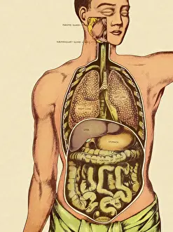 Abdomen Prints: Front View of Mans Organs