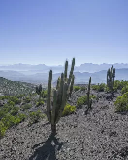 Images Dated 6th September 2016: View from a mountain pass onto the barren landscape with Copao Cacti -Eulychnia acida Phil