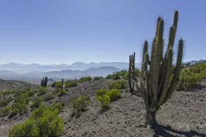 Images Dated 6th September 2016: View from a mountain pass onto the barren landscape with a Copao Cactus -Eulychnia acida Phil