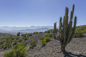 Mountain Pass Prints: View from a mountain pass onto the barren landscape with a Copao Cactus -Eulychnia acida Phil