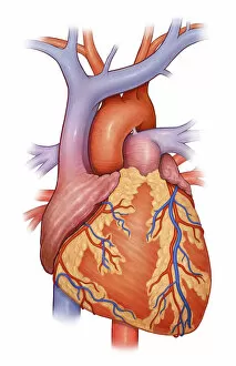 Front view of a normal heart and its cornonary arteries and veins