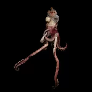 Magda Indigo Collection: View of an octopus